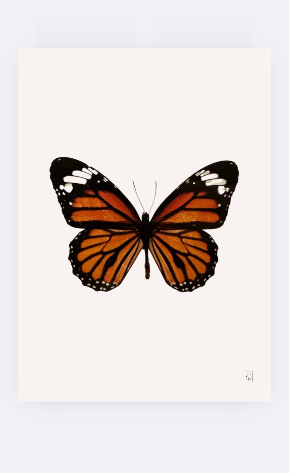 Elegant Butterfly Poster – 50x70 cm